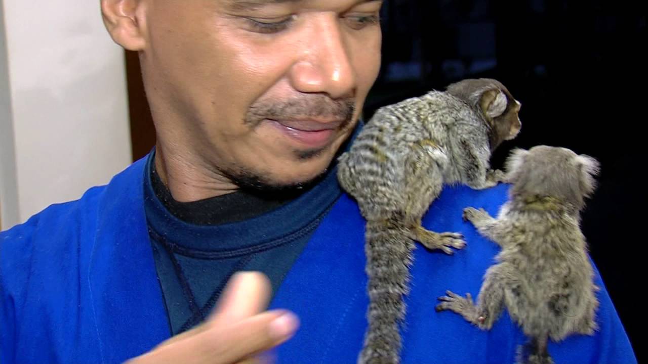 Sagui vendido ilegalmente é resgatado em Santos 