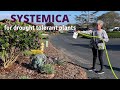 Systemica for drought tolerant plants