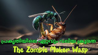മരതകക്കടന്നൽ: പാറ്റയെ സോംബിയാക്കുന്ന പ്രകൃതിയുടെ ക്രൂരമായ മാതൃത്വം!