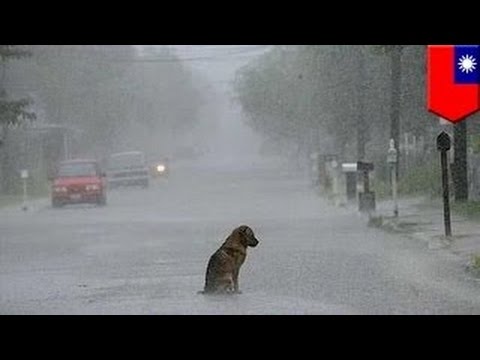 Брошенный пёс терпеливо дожидается своего хозяина