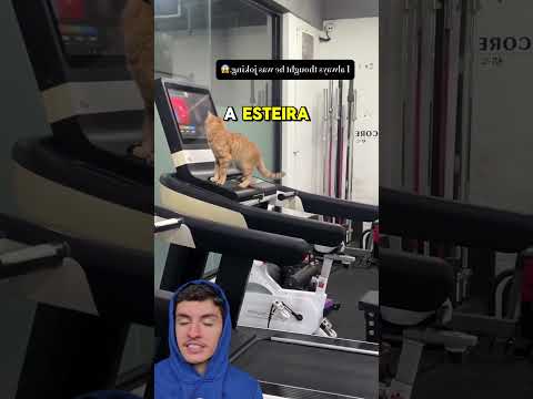 Esse Gato TINHA UMA BRINCADEIRA INUSITADA Gatos Gato Academia Fitness Esporte Incrível 