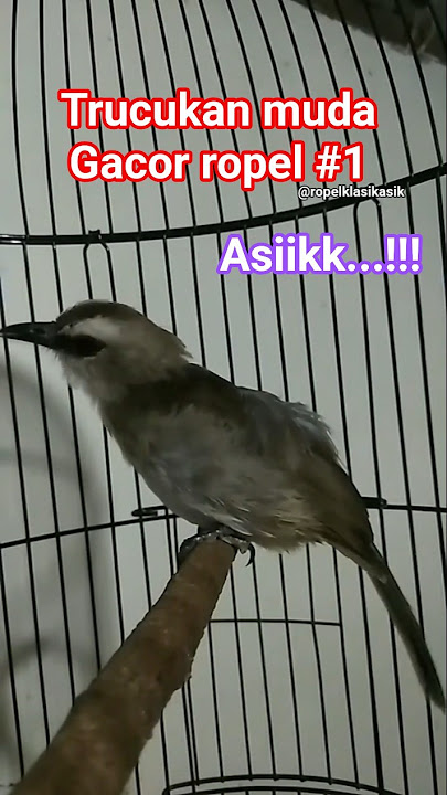 trucukan muda ropel gacor #1. #trucukangacor #trucukanropel #masteranjernih #mudahutan #birds