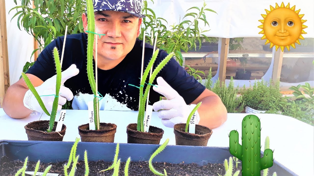 Como germinar las semillas de tomate