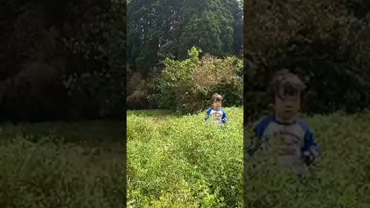 ライブ ハイライト