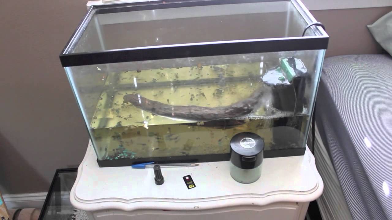 Firebelly Toad Tadpole Setup Youtube