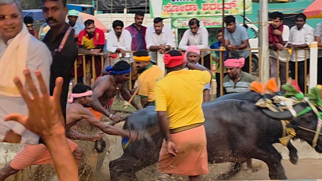 Kambala (ಕಂಬಳ) #Moodur Padoor #Kambla in the presence of #Chief Minister Shri #Siddaramaiah