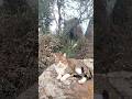 #nature #animal #félin #cat #chat #cute #relaxing #forest #exterior chat 🐱 🐈 😺 en extérieur