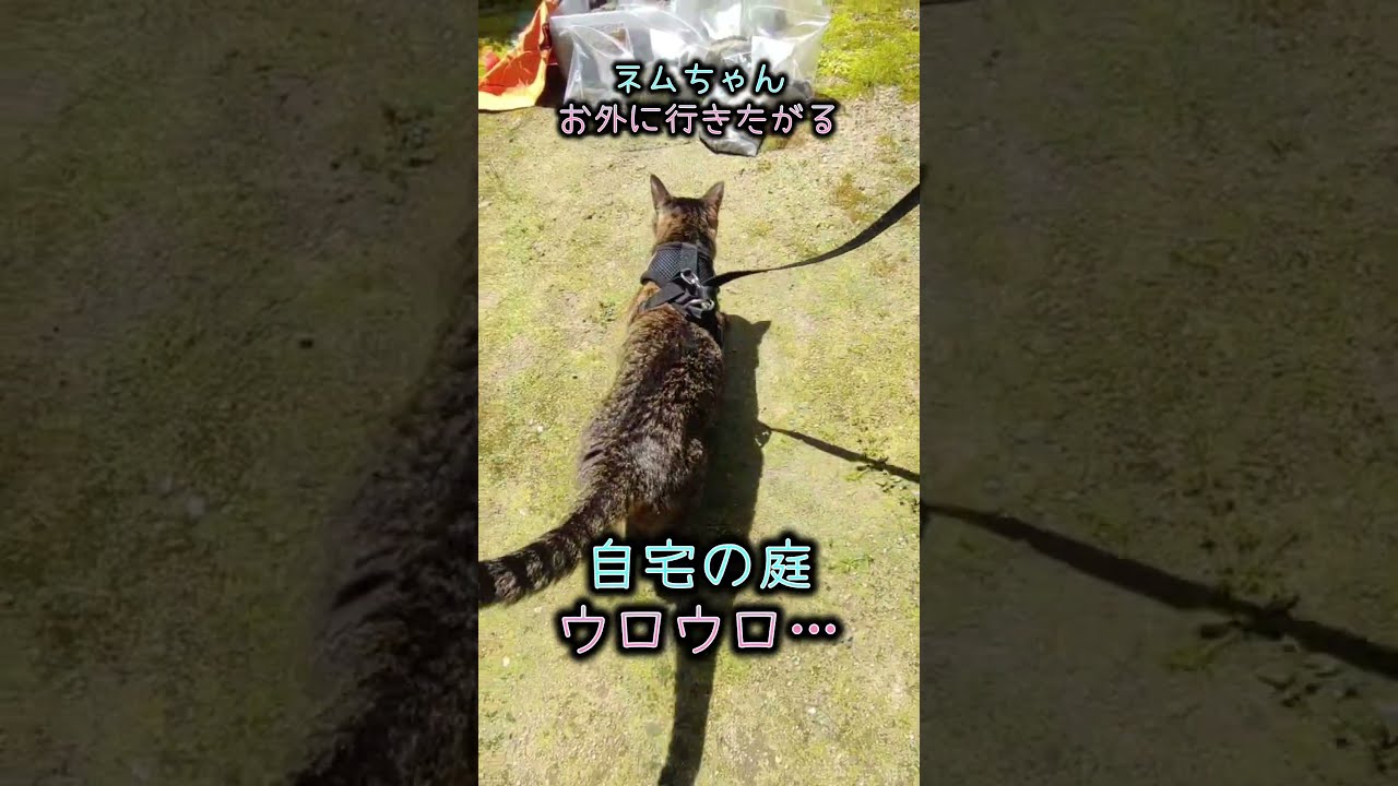 猫踏んじゃった(吉行淳之介 著) / あしび文庫 / 古本、中古本