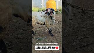 BAKRID 2026 | Biggest BAKRA Farms - AR Sheep Farm Ambur #9600297142 #goat #sheep #farming #fyp #yt