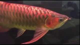 Vietnam Arowana 26