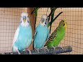 11 Hours of Happy Budgies Singing in the Morning 🌞🐦 | Relaxing Parakeet Sounds