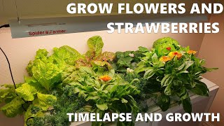 Grow Flowers and Strawberries indoor - Part 2 Time lapse and Growth