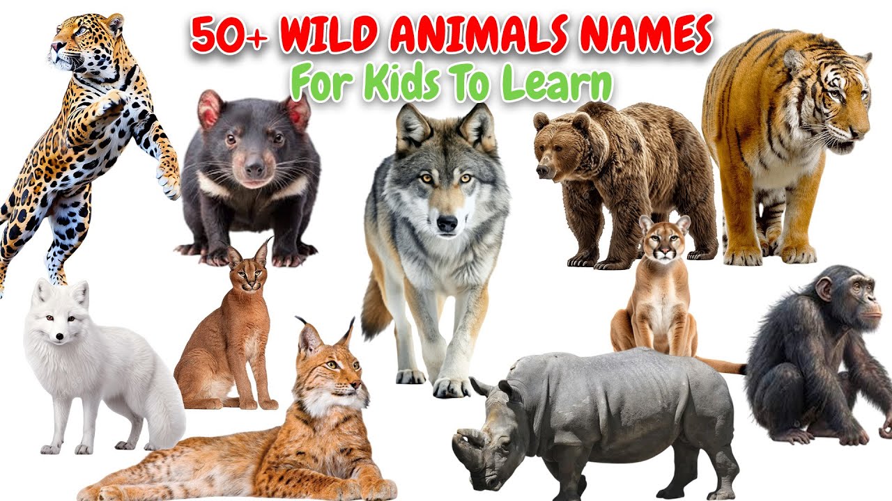 50+ Wild Animals for Kids | Learn Wild Animal Names in English | # ...