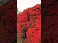京都長岡天満宮ツツジ満開