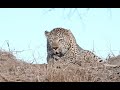Ever heard a big male leopard sawing?