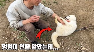 마당에 강아지처럼 키우길래 멍멍이 인줄알았는데..이게 가능하군요?  이정도면 거의 댕댕이 아닌가요? ㅎㅎ