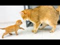 Daddy cat is terribly afraid of kitten and does not want to take care of him without mom cat