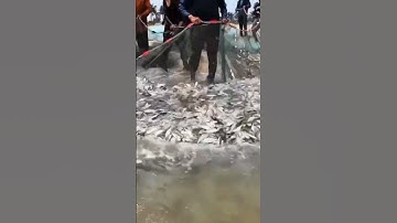 Bà con Đánh bắt gần bờ vô tình trung manh mẽ cá lớn hốt bạc