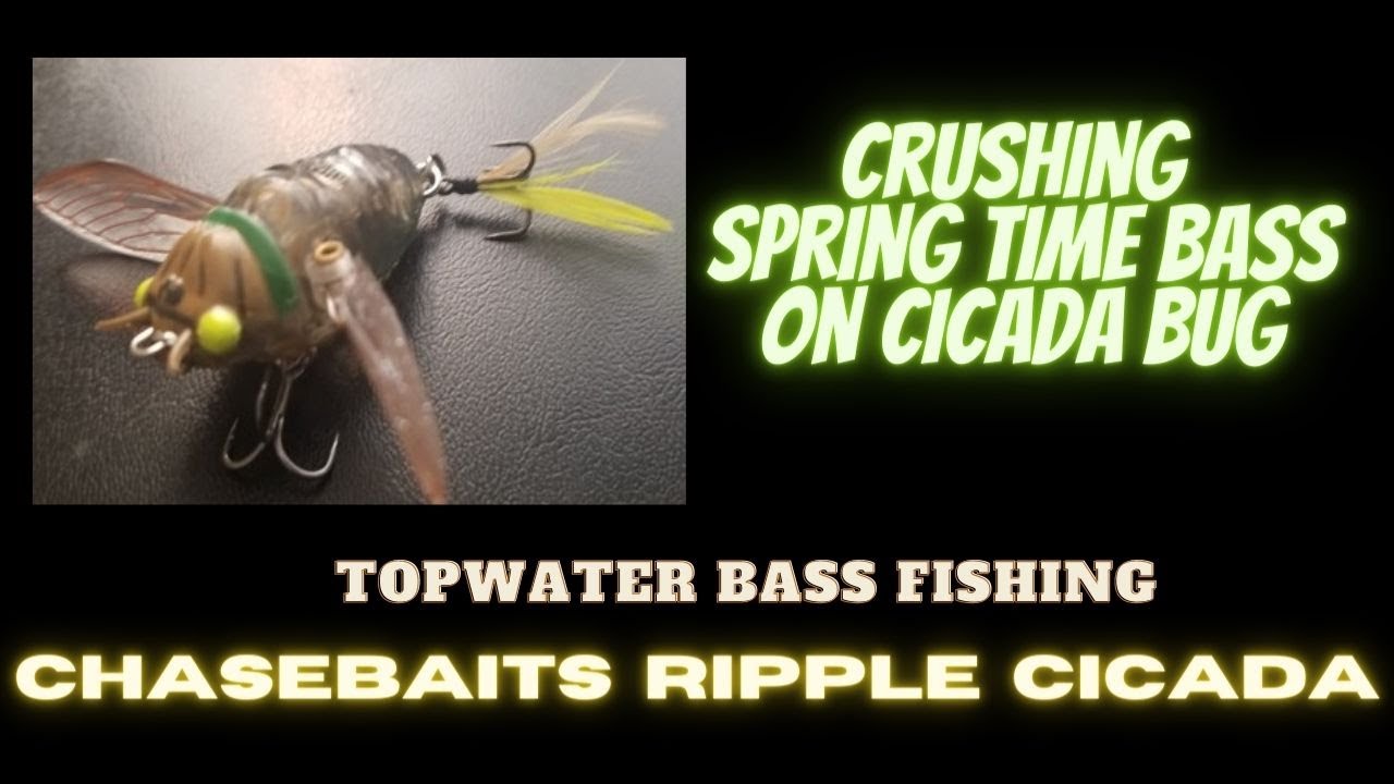 Bass Fishing Spring Bass  Chasebaits Ripple Cicada 