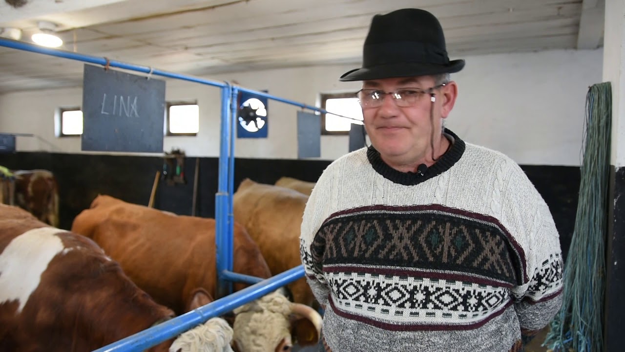 Rekorder u proizvodnji mleka sa simentalcima -  farma krava Mužlja