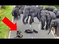 Moments Of Animal Genius That Will Amaze You !