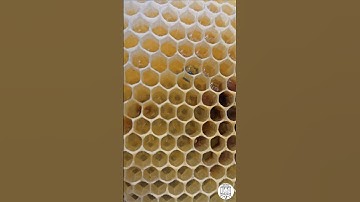 First Eggs from a Young Queen Bee 🐝👑 | Mini Mating Nuc #bee #beekeeping #beekeeper #honeybee  #bees