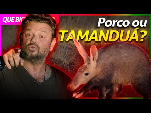 AARDVARK, O ANIMAL MAIS ESTRANHO DO MUNDO! | RICHARD RASMUSSEN