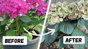 How to Fix a Hydrangea turning Green!( 2025)🌸🪴Restore its Color.