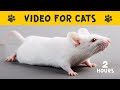 VIDEO FOR CATS to watch with a cute WHITE MOUSE ♦ Cat TV mouse