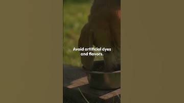 How to Read Pet Food Labels Like a Pro  #bellaandbuddy #petcareprovider  #yourcat