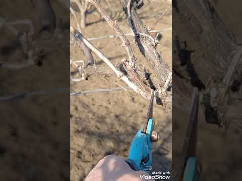 ვაზის სხვლა ხეივანზე/Pruning Grapevines for vineyard/ обрезка винограда