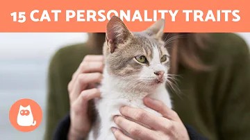 Does each cat have a different personality?