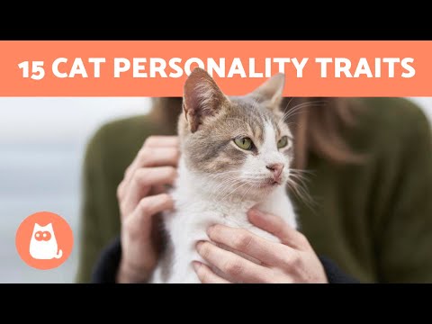 Video: Features Of The Character And Psychology Of Cats