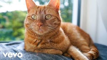 vevo - kyle test 10/16 #2 test