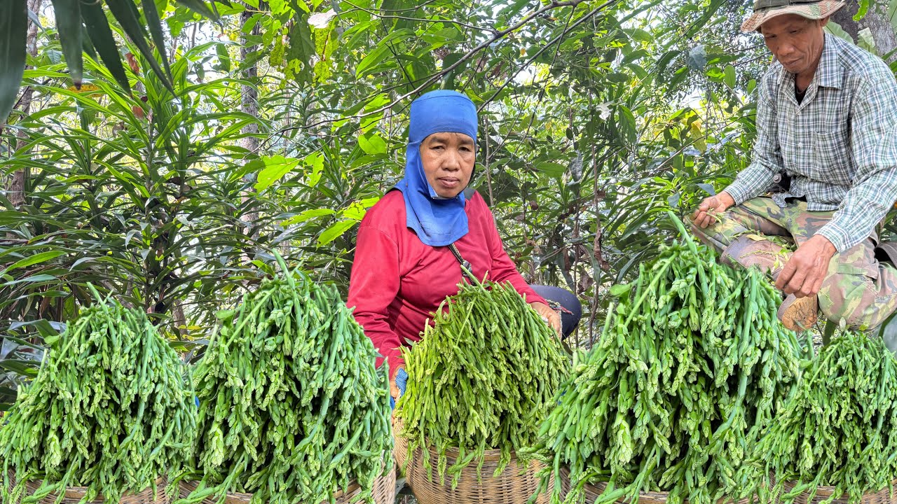 โชคดีมากเข้าป่าเจอแบบนี้?ยิ่งกว่าถูกหวย ผักคอนแคนเดียวเต็มตระกร้าใหญๆๆ 18/2/69