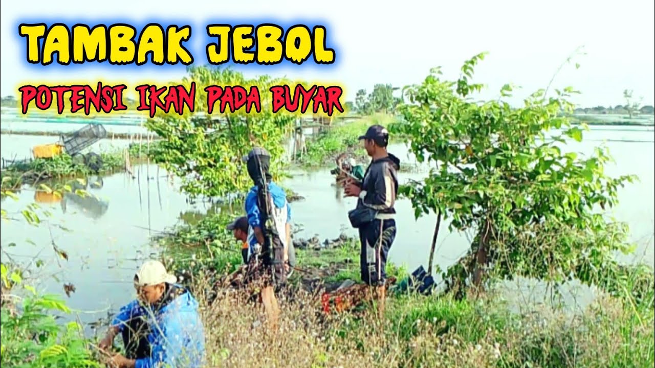 TAMBAK JEBOL,, JAMINAN MELIMPAH IKAN DI SUNGAI