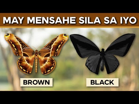 Video: Butterfly Gardens - Alamin Kung Paano Mang-akit ng mga Paru-paro sa Iyong Hardin
