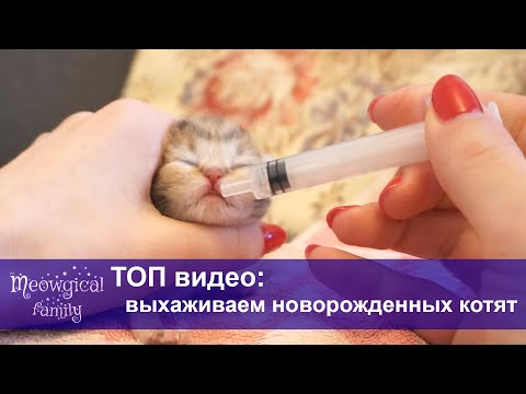 Видео: Уход за осиротевшими котятами