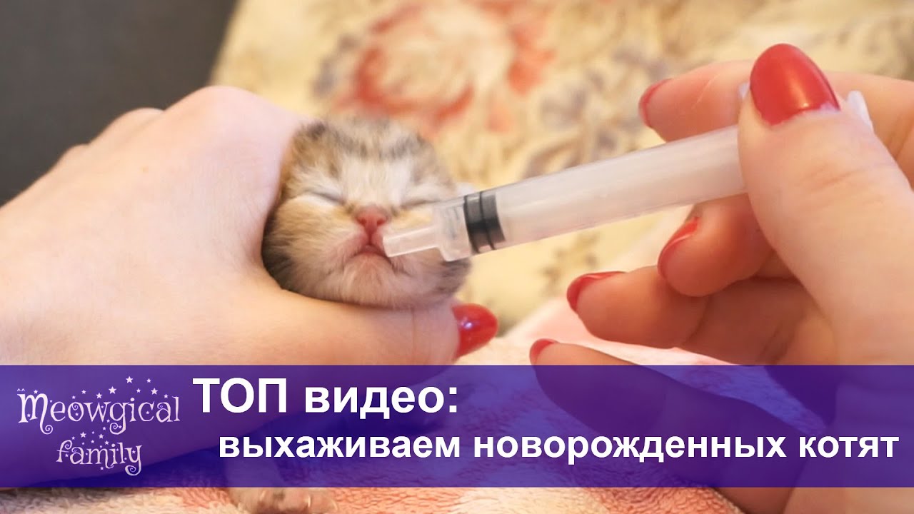 🐱 Уход за осиротевшими котятами в 3 шага - YouTube