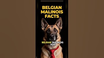BELGISCHE MALINOIS 101 ✅ Leuke informatie over hondenrassen en video met de beste trainingstips d...
