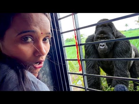 सुट्टीच्या दिवशी gorila पाहून माऊलीची मम्मी लपून बसली 😳#horrorcomedy