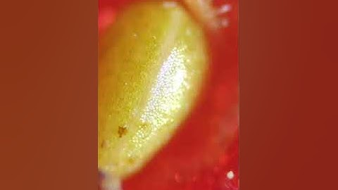 Micro Zoom Daily objects in super macro