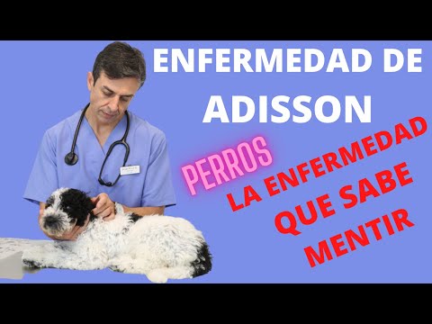 Video: Enfermedad de Addison