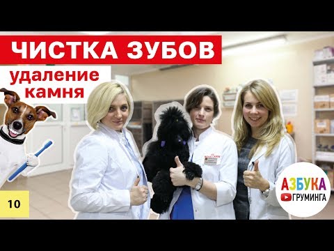 Чистка зубов собаке, зубной камень - профилактика отложения и ультразвуковая чистка