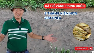 Mô hình nuôi cá trê vàng Trung Quốc siêu nhanh lớn – Chỉ sau 3 tháng là bán!