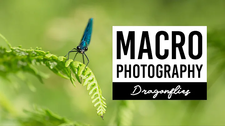 MACRO PHOTOGRAPHY | Dragonflies - VICTORIA HILLMAN