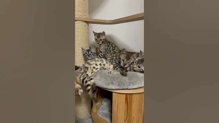 Video 3794321: bengal cattery, lover bengal