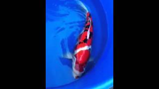 Sakai-pskoi-sanke1 Sakai-pskoi-sanke1