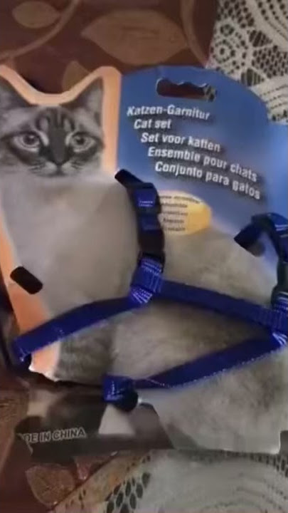 Cat belt