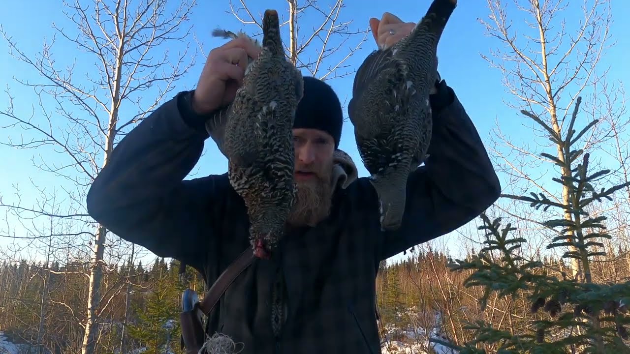 Slingshot Hunting Grouse on the trapline. YouTube